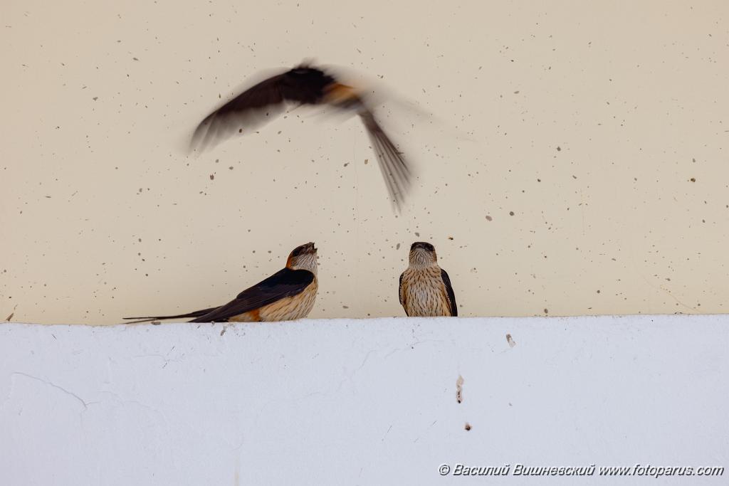 Hirundo_daurica_2024_0603_1241-3.jpg - Хабаровск, Спасо-Преображенский кафедральный собор. 3 июня 2024 г.