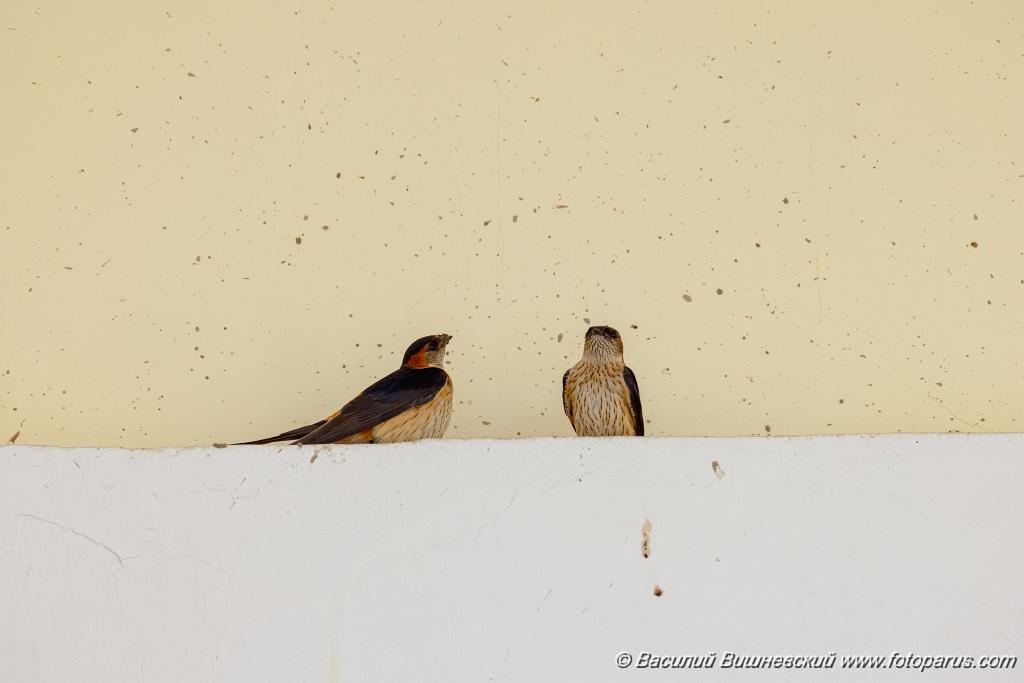 Hirundo_daurica_2024_0603_1241.jpg - Хабаровск, Спасо-Преображенский кафедральный собор. 3 июня 2024 г.
