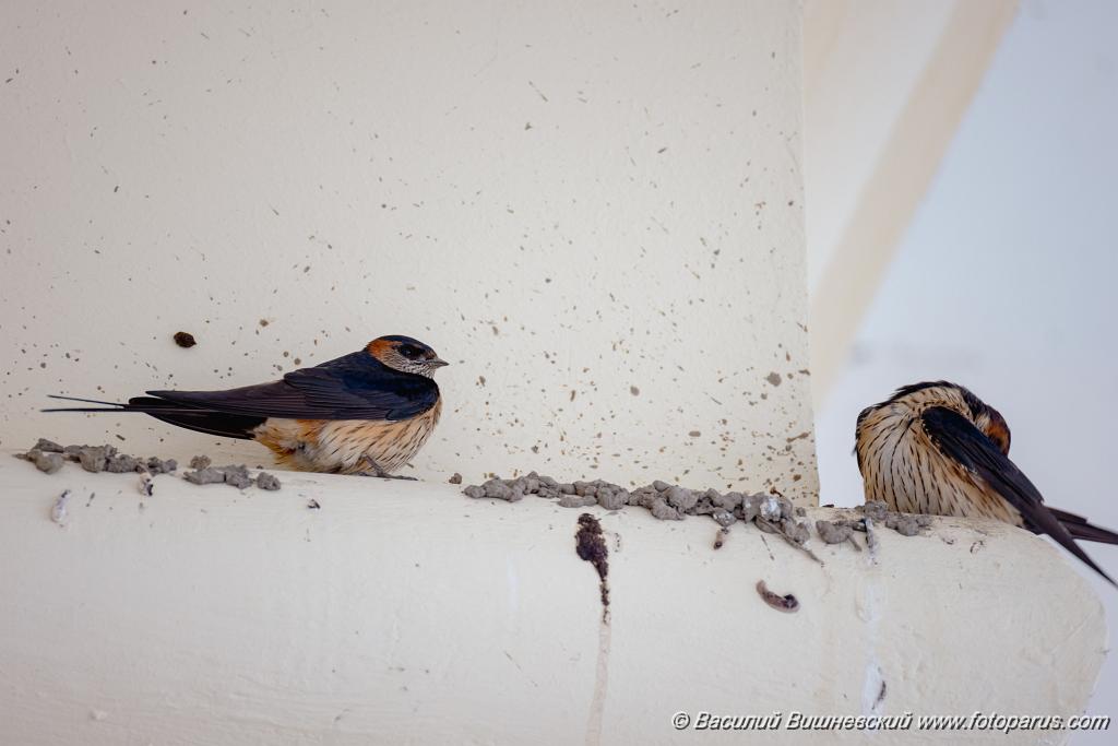 Hirundo_daurica_2024_0608_1544.jpg - Хабаровск, Спасо-Преображенский кафедральный собор. 8 июня 2024 г.
