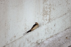 Hirundo_daurica_2024_0530_0435