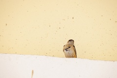 Hirundo_daurica_2024_0603_1157