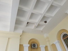 Hirundo_daurica_2024_0603_1216