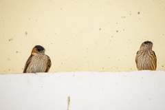 Hirundo_daurica_2024_0603_1217-2