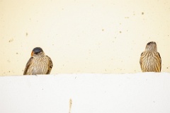 Hirundo_daurica_2024_0603_1217