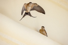 Hirundo_daurica_2024_0603_1218-5