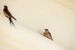 Hirundo_daurica_2024_0603_1218-6