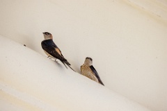 Hirundo_daurica_2024_0603_1218-8