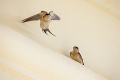 Hirundo_daurica_2024_0603_1218