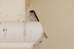 Hirundo_daurica_2024_0603_1233