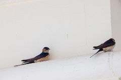 Hirundo_daurica_2024_0603_1234