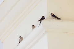 Hirundo_daurica_2024_0603_1238