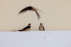 Hirundo_daurica_2024_0603_1241-3