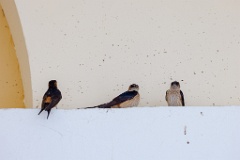 Hirundo_daurica_2024_0603_1241-4