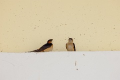 Hirundo_daurica_2024_0603_1241