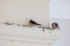 Hirundo_daurica_2024_0608_1543