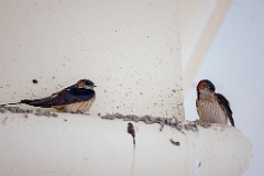 Hirundo_daurica_2024_0608_1544-4