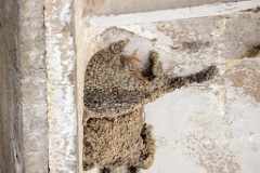 nest240530-1k_Hirundo_daurica_2024_0530_0358