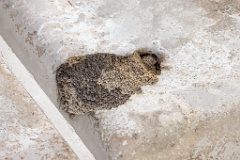 nest240530-1k_Hirundo_daurica_2024_0530_0413-5