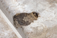 nest240530-1k_Hirundo_daurica_2024_0530_0413-6