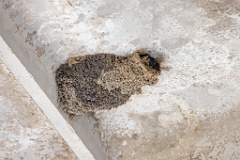 nest240530-1k_Hirundo_daurica_2024_0530_0413-7