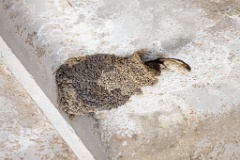 nest240530-1k_Hirundo_daurica_2024_0530_0413-8