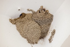 nest240603-1k_Hirundo_daurica_2024_0603_1159-2