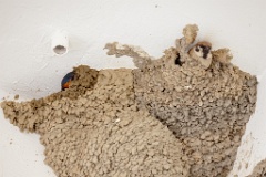 nest240603-1k_Hirundo_daurica_2024_0603_1159