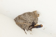 nest240603-1k_Hirundo_daurica_2024_0603_1219