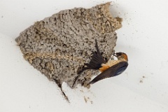 nest240603-1k_Hirundo_daurica_2024_0603_1220-5