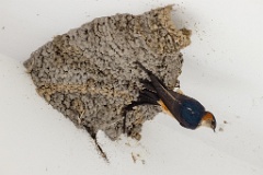 nest240603-1k_Hirundo_daurica_2024_0603_1220-6