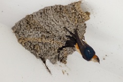 nest240603-1k_Hirundo_daurica_2024_0603_1220-7