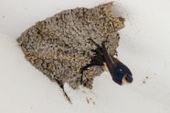 nest240603-1k_Hirundo_daurica_2024_0603_1220-8