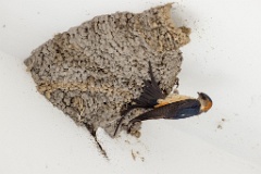 nest240603-1k_Hirundo_daurica_2024_0603_1220