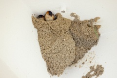 nest240603-1k_Hirundo_daurica_2024_0608_1548-2