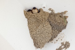 nest240603-1k_Hirundo_daurica_2024_0608_1548