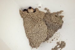 nest240603-1k_Hirundo_daurica_2024_0608_1549