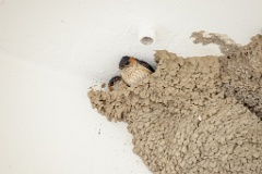 nest240603-1k_Hirundo_daurica_2024_0608_1552-2