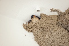 nest240603-1k_Hirundo_daurica_2024_0608_1552