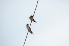 Hirundo_rustica_2024_0602_0958-3