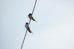 Hirundo_rustica_2024_0602_0958