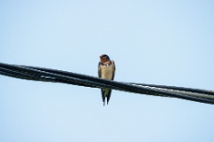 Hirundo_rustica_2024_0606_1525-2