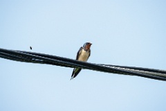 Hirundo_rustica_2024_0606_1525