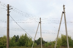 birds_flock_Hirundo_rustica_2012_0819_0841