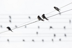 birds_flock_Hirundo_rustica_2012_0819_0903-2
