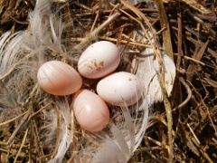 eggs_nature_Riparia_riparia200506151119