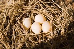 eggs_nature_Riparia_riparia200707061049