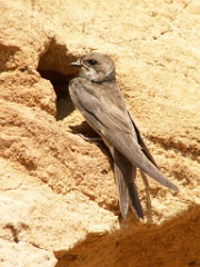 nest_with_bird_Riparia_riparia200508011400