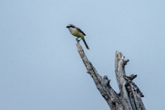 Lanius_cristatus_2024_0605_1719-2