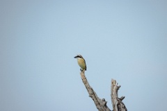 Lanius_cristatus_2024_0605_1719