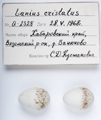 eggs_apart_Lanius_cristatus201009281838